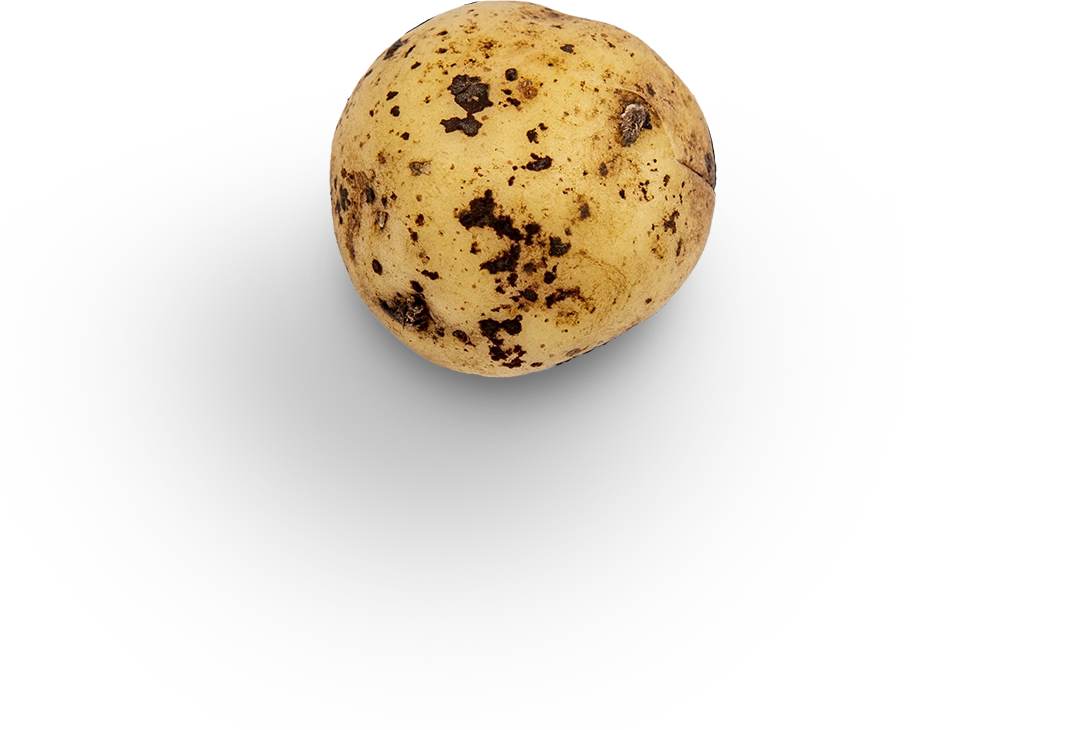 Rhizoctonia in aardappel optisch sorteren