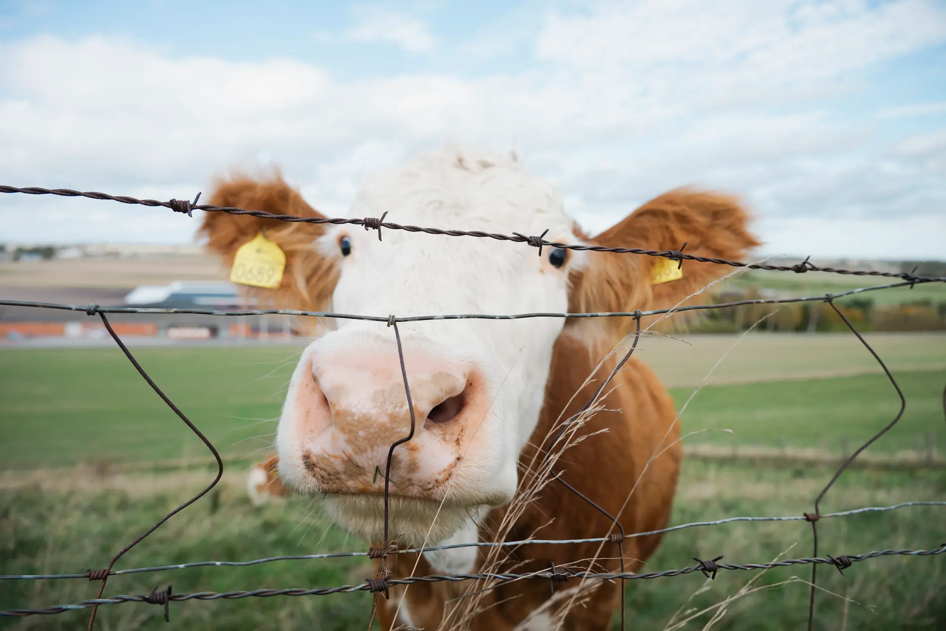 Cow